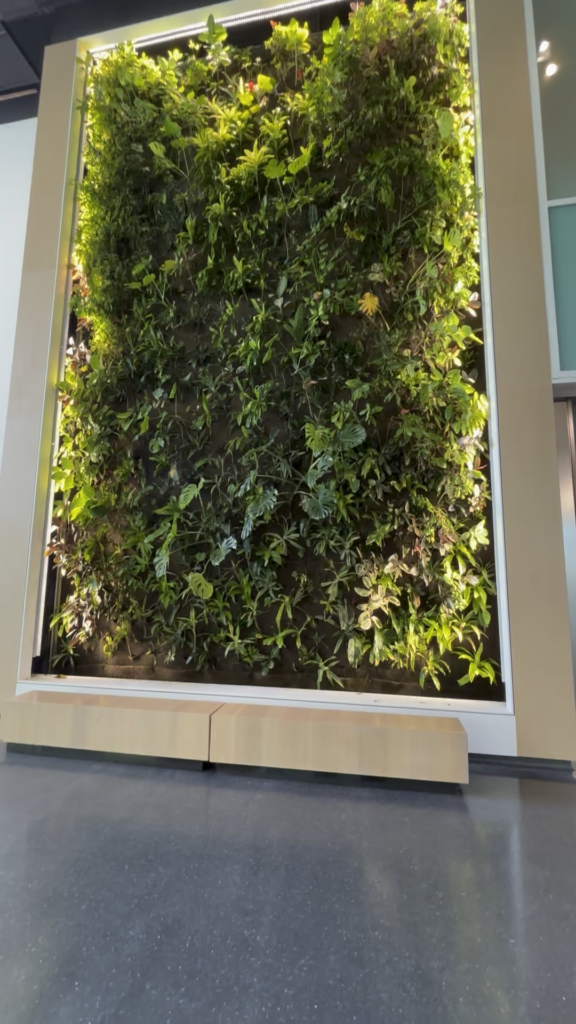 Plant wall at my local YMCA 🪴