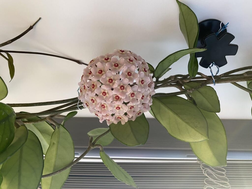 Hoya finally bloomed