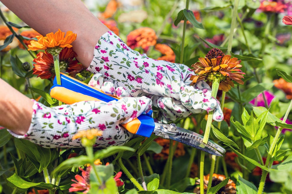 woman wearing gardening gloves cutting dried zinnia flower.