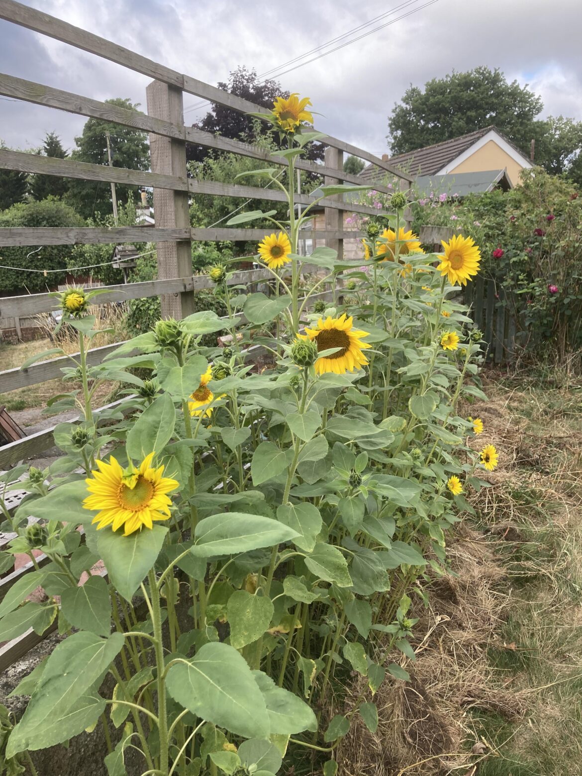 As a newbie gardener I overdid the planting of sunflower seeds