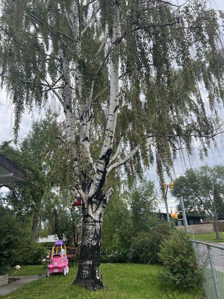 Should I be concerned about this tree in the front yard?