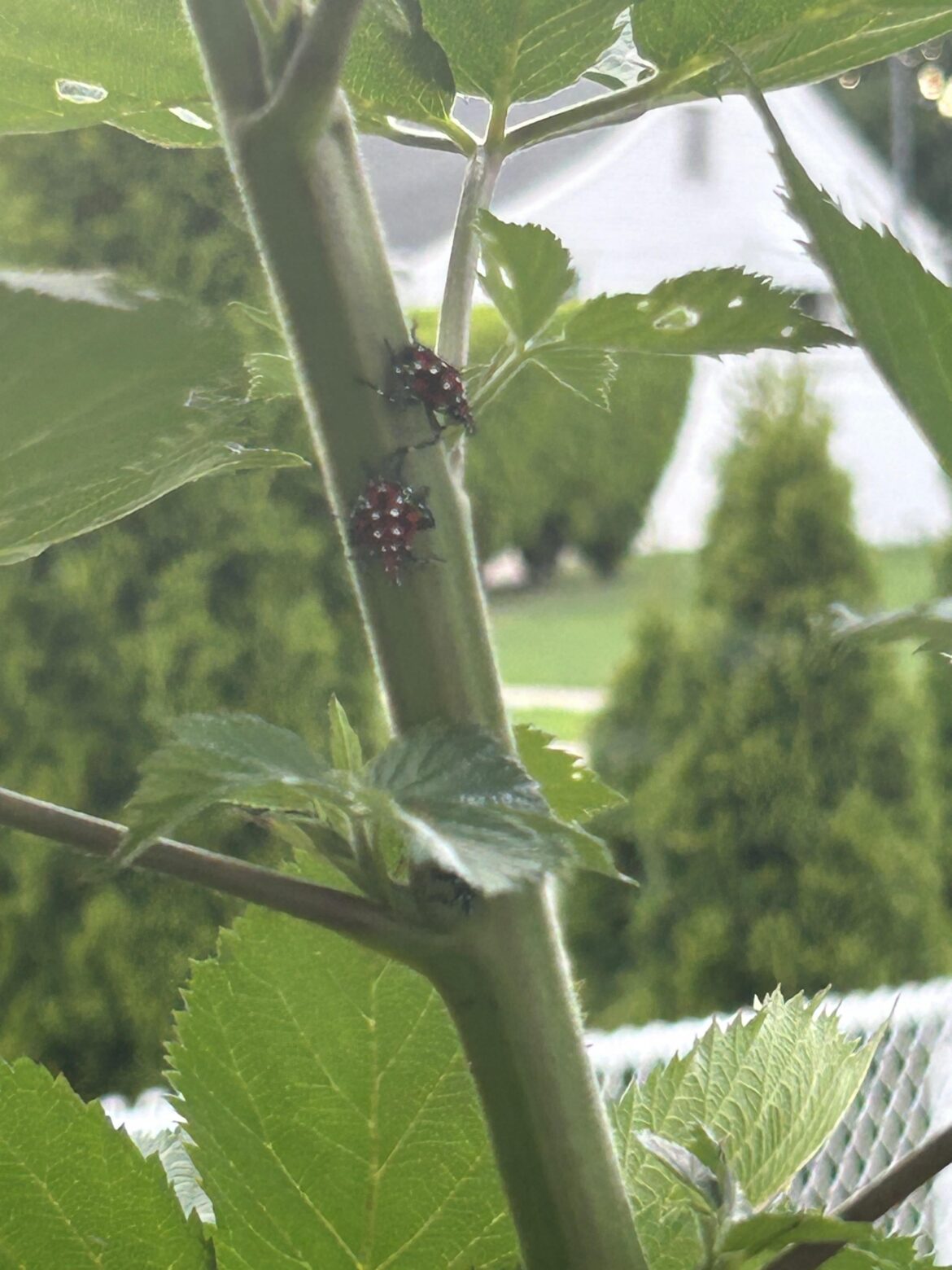 Discovered lantern fly babies on my blackberry plant. What can I use to get rid of them, without hurting the plant and its fruit? Discovered lantern fly babies on my blackberry plant. What can I use to get rid of them, without hurting the plant and its fruit?