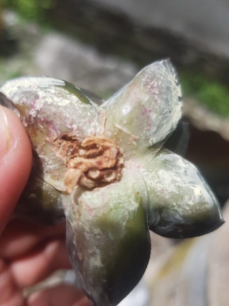 Haworthia Haworthia