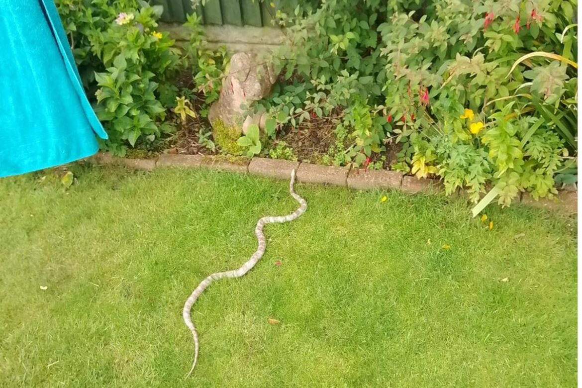 Shocked resident finds snake in back garden of his Warrington home The snake was around two metres long <i>(Image: Supplied)</i>