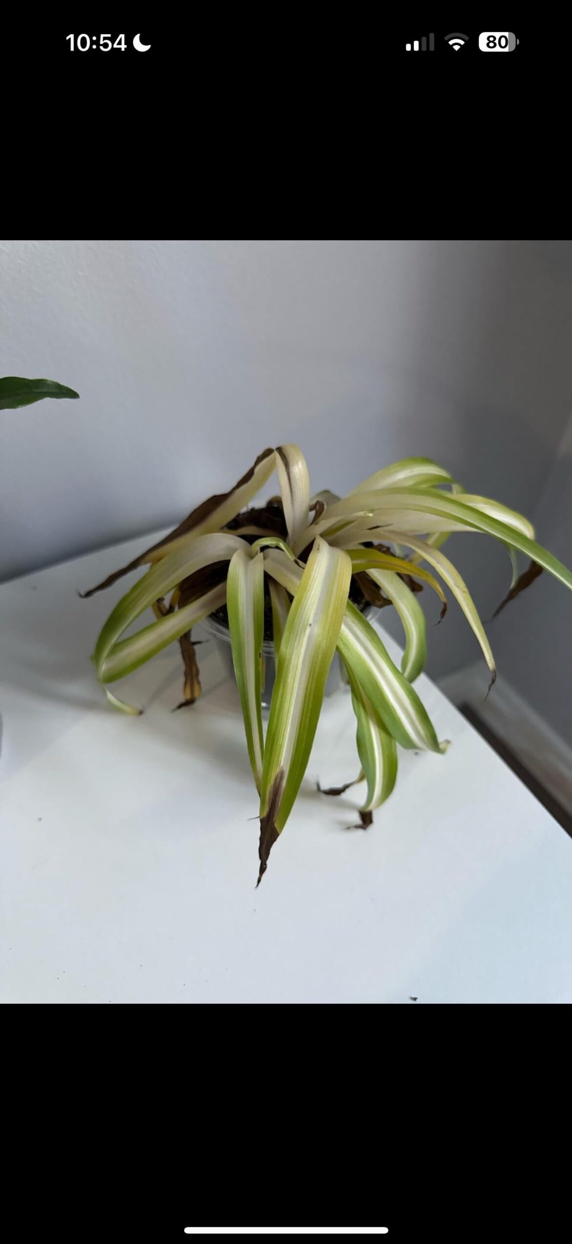 Can I still save this??