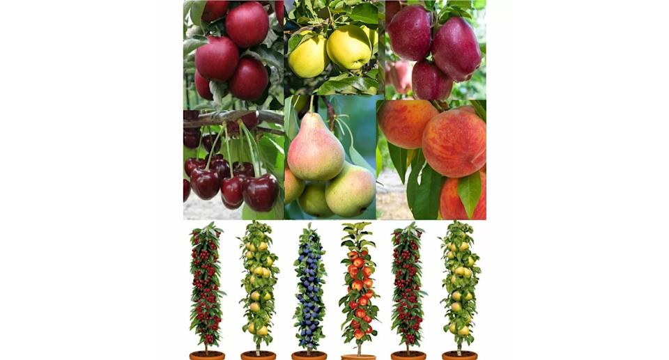 (Gardening Express)