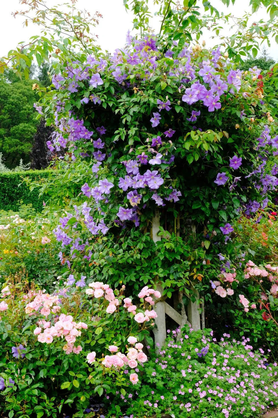 pink roses and purple clematis climbing a single trellis.