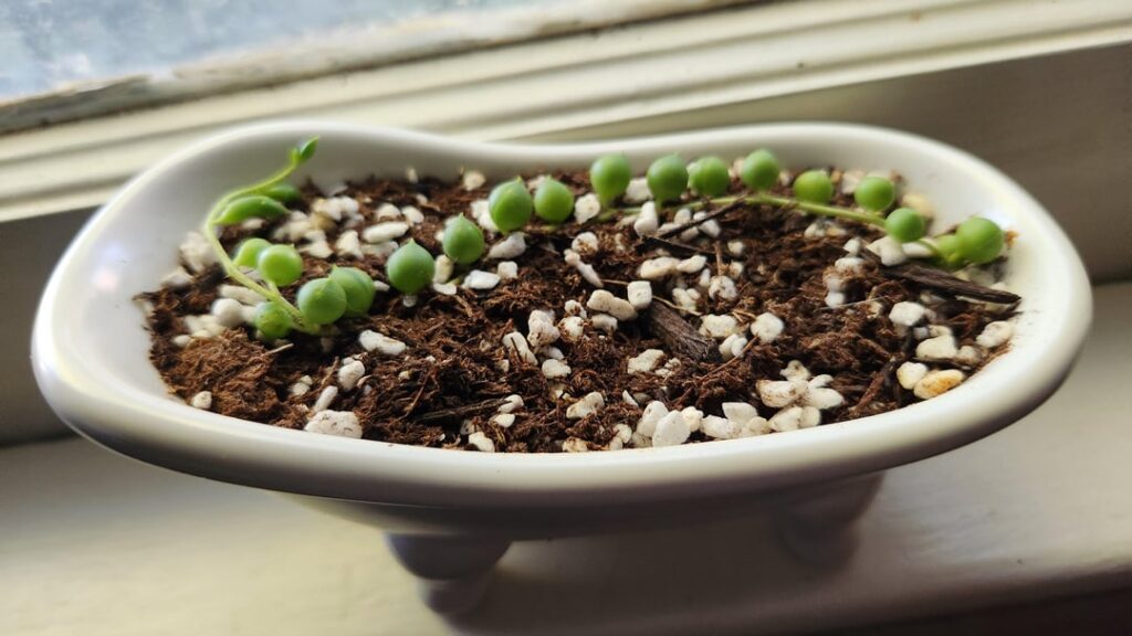 How do I get my little guy to grow? How do I get my little guy to grow?