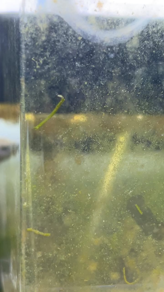 Larvae? Got a bunch of these guys