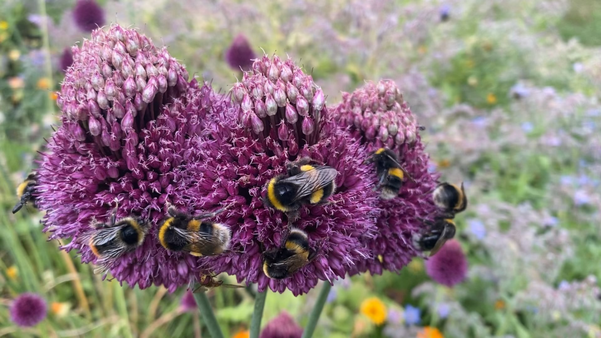 The reason I garden organically…