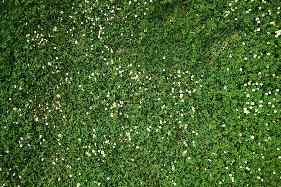 top view of a lush green meadow covered in small white daisy flowers and clover leaves.
