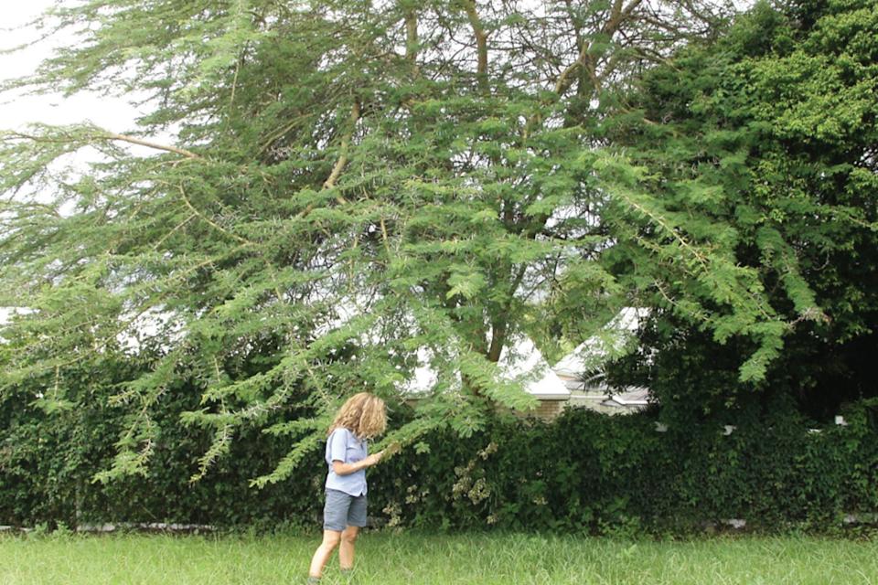 A yellow fever tree in a garden in southeast Queensland.