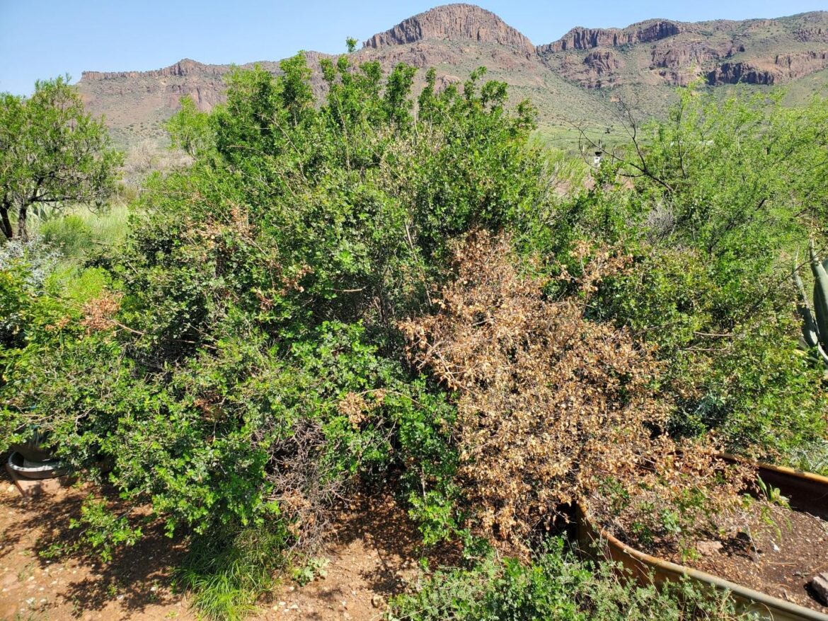 Little leaf sumac (Rhus genus) in West Texas. Sudden browning of branches. No physical or insect damage seen. We've had a lot of rain recently after being in drought. Shrub is about 30 years old. Ideas?