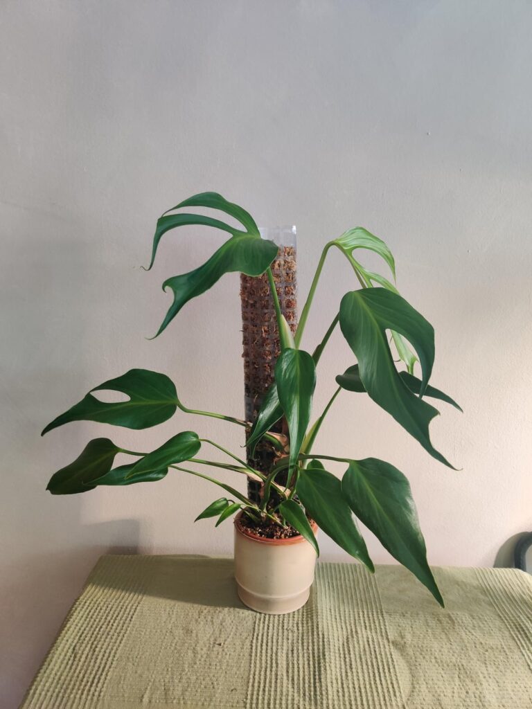 what to sell this for?
