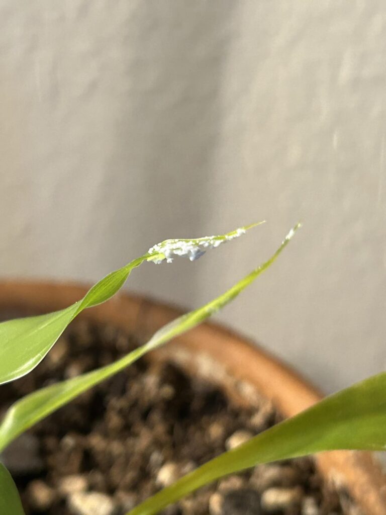 What is this white stuff and how do I fix it?