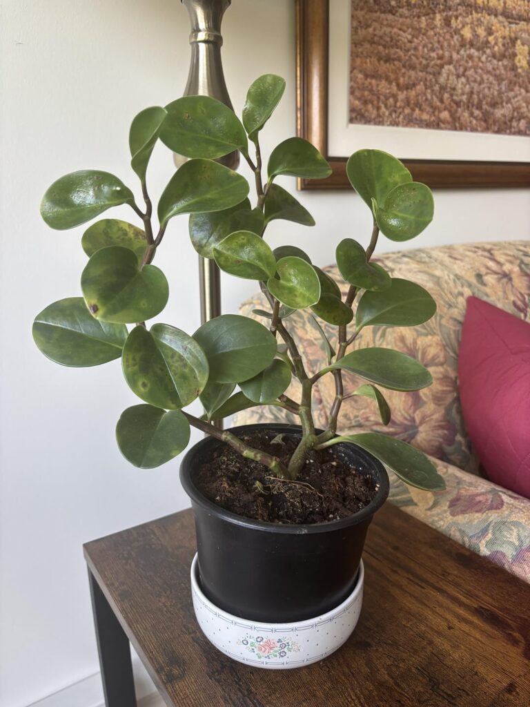 I left my plant with a friend while on vacation