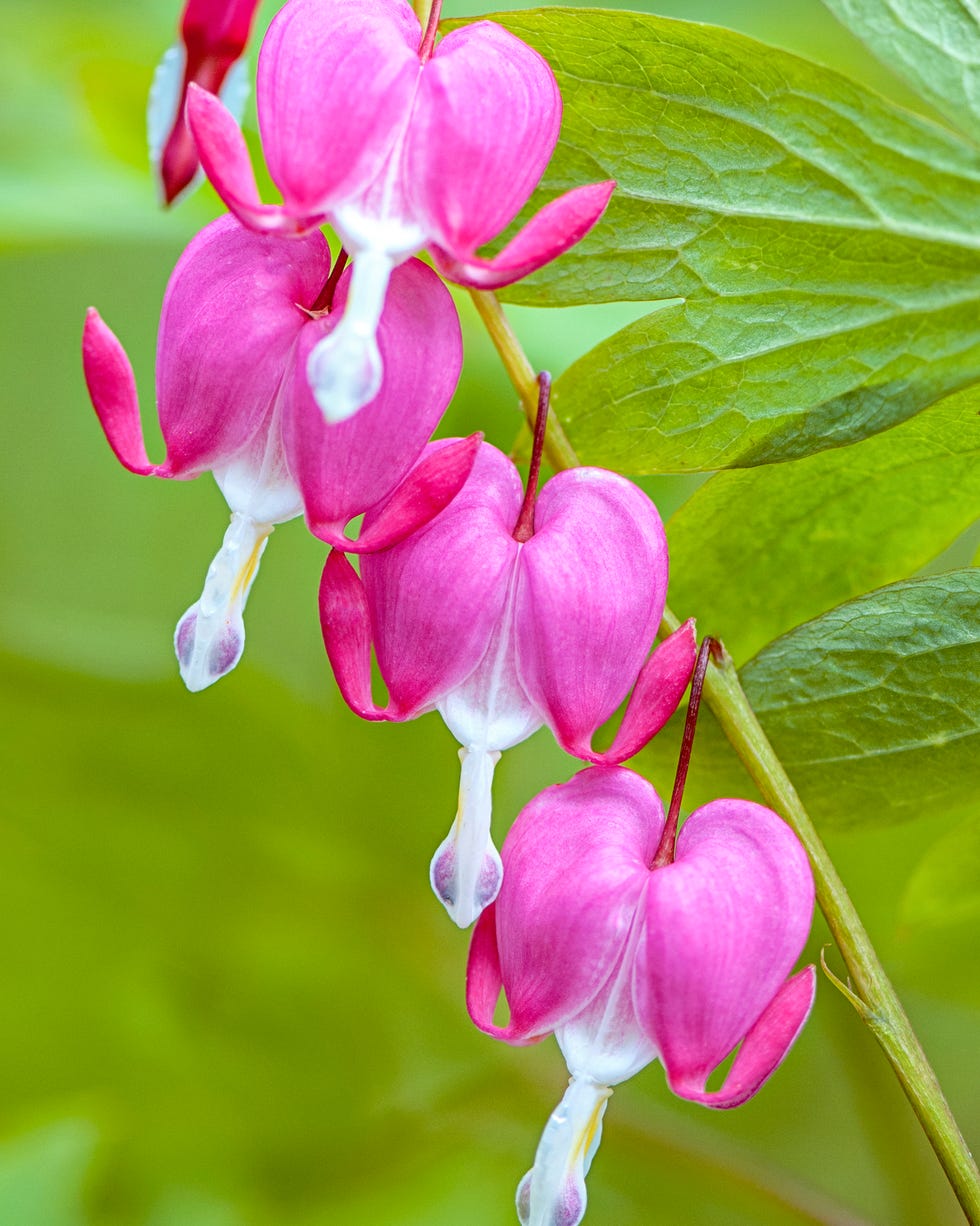 best shade perennials bleeding heart