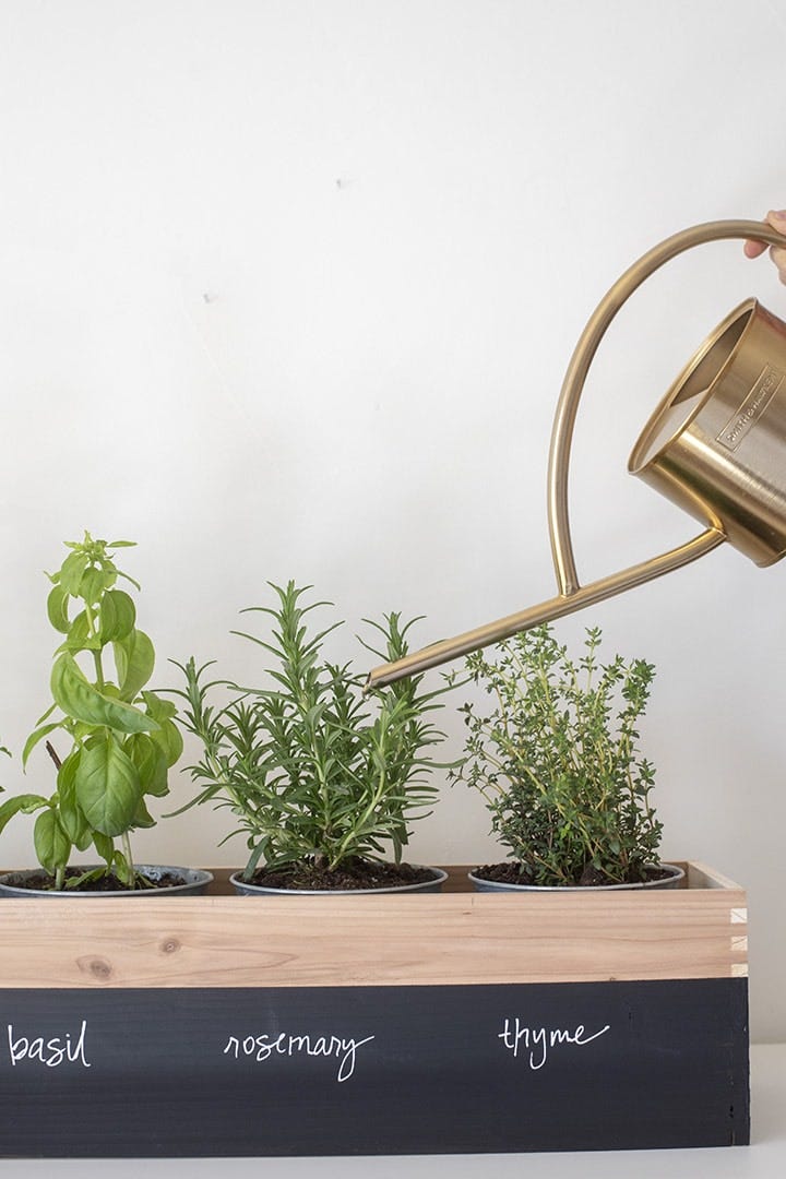 watering a planter with herbs