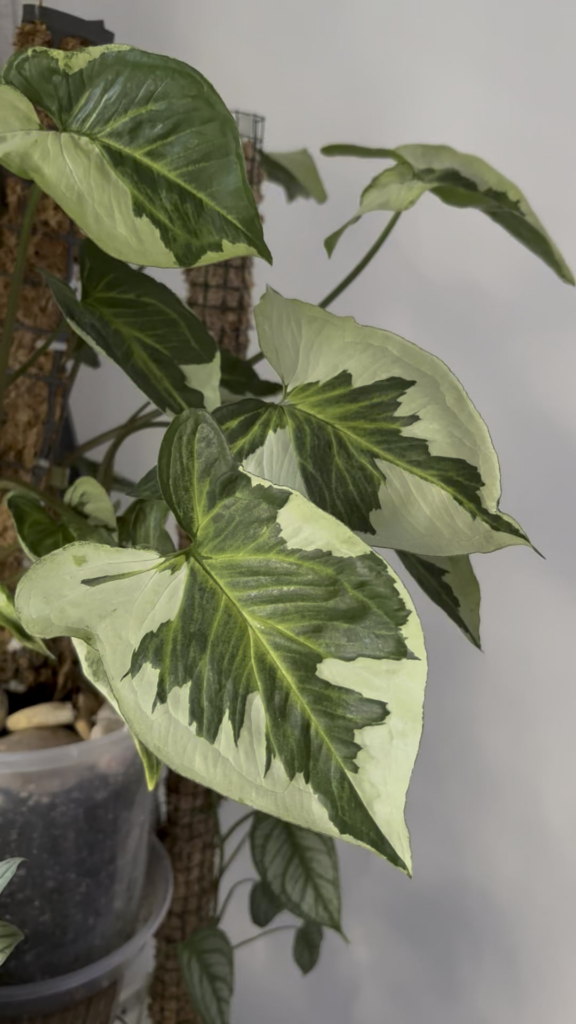 Syngonium Three Kings 👑