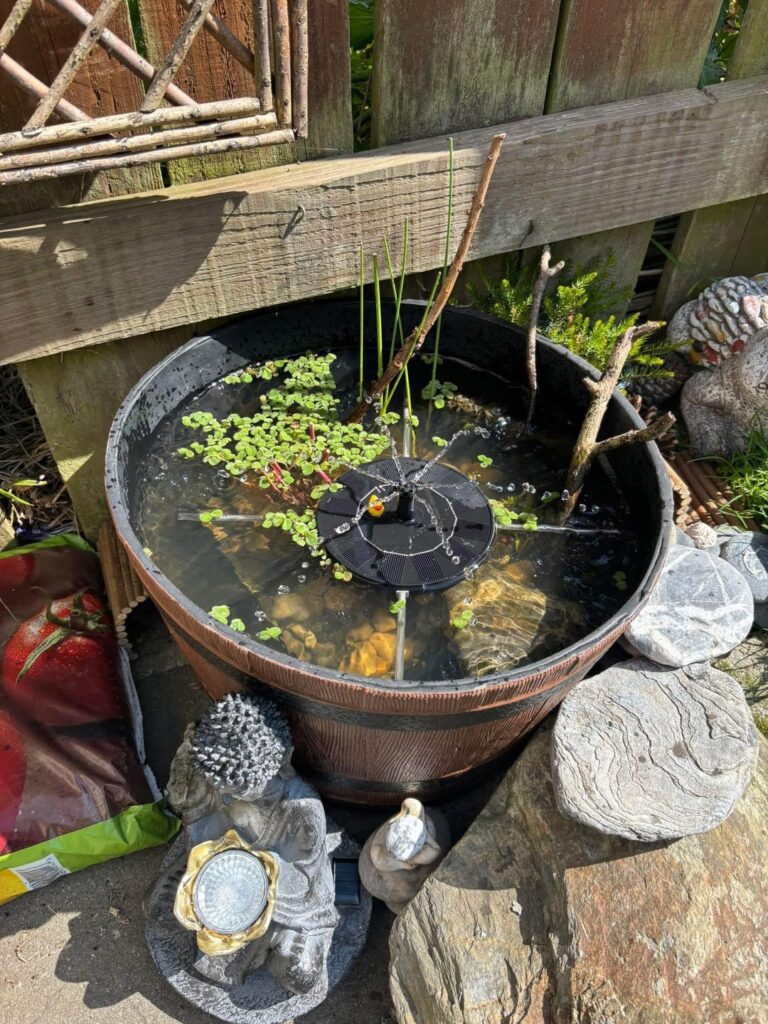 Mini pond in a container Mini pond in a container
