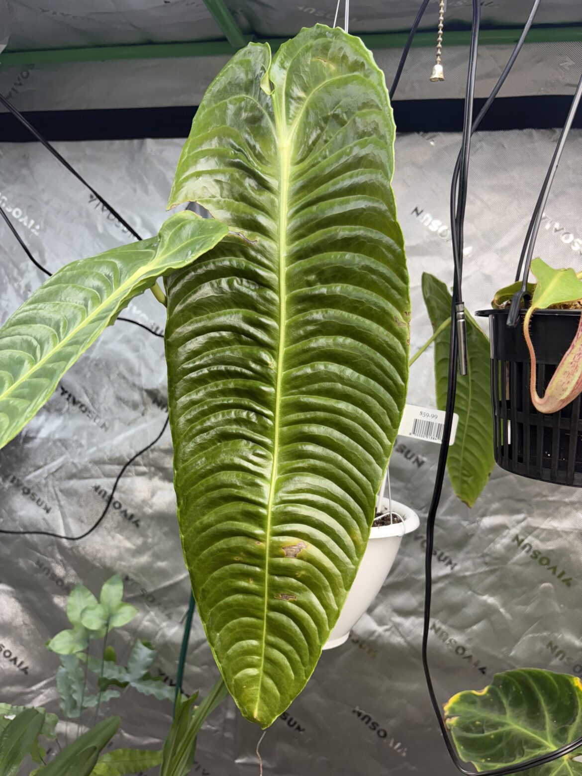 Anthurium veitchii