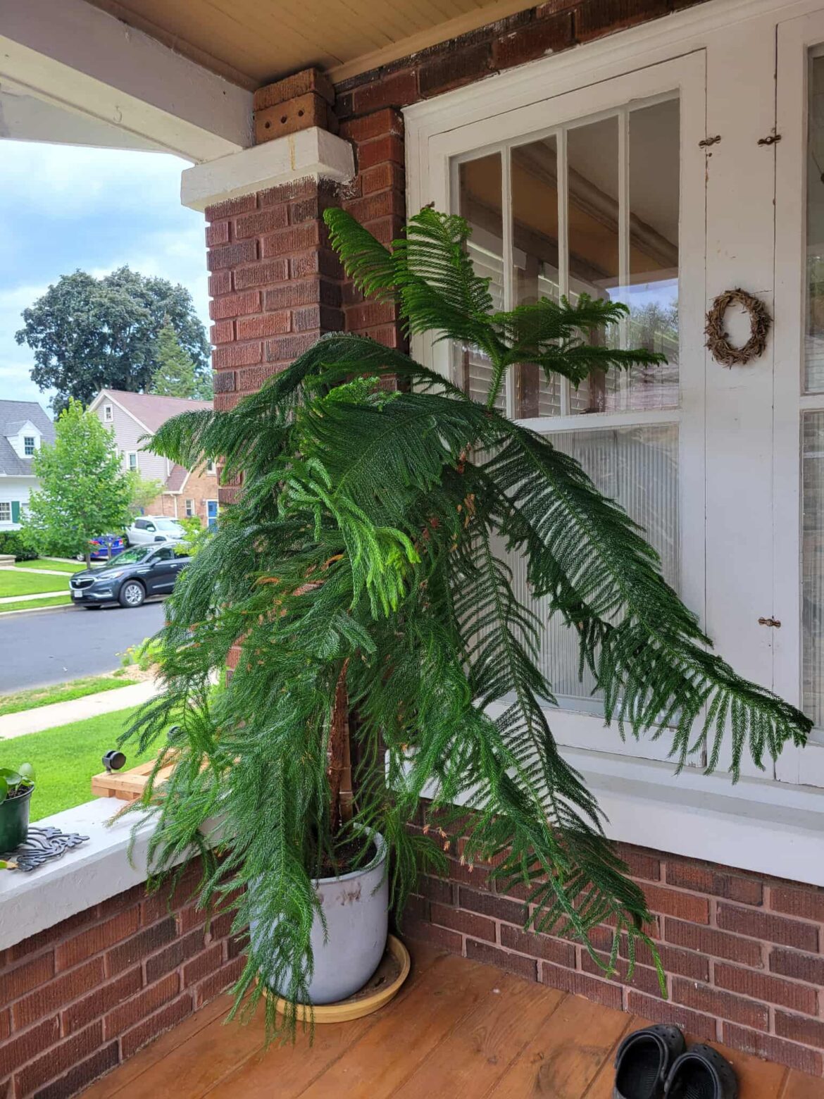 40 year old Norfolk Pine