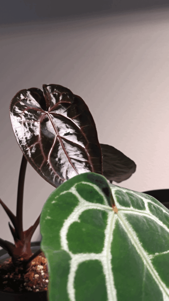 New leaf on anthurium Michelle