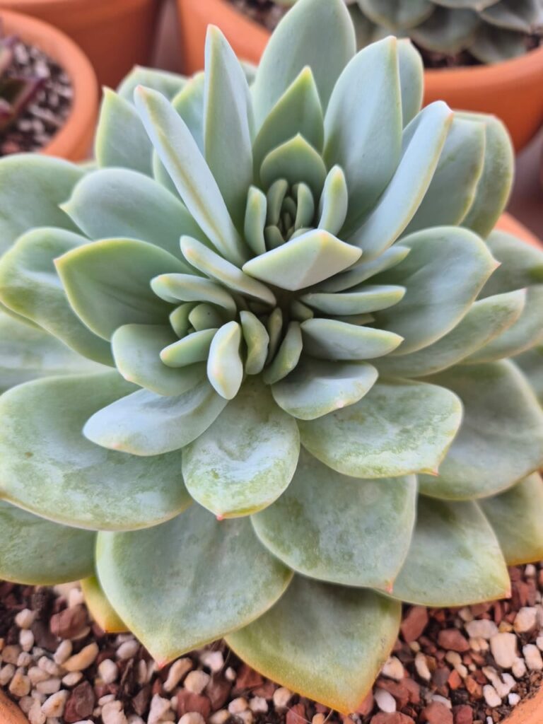 Is that THREE growth points? Why is this happening? 🥲