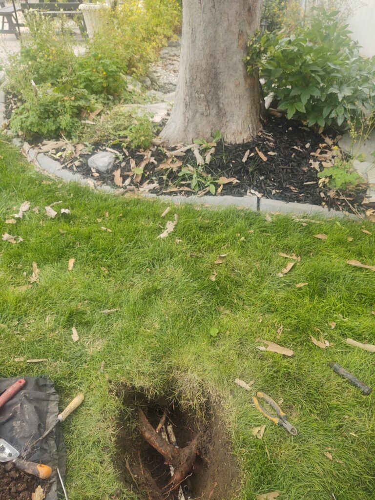 Will my sycamore survive if i cut this root ball out?