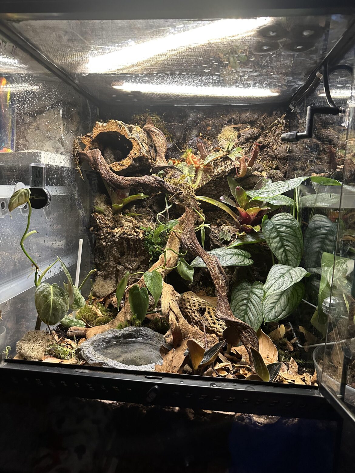 My first vivarium build My first vivarium build