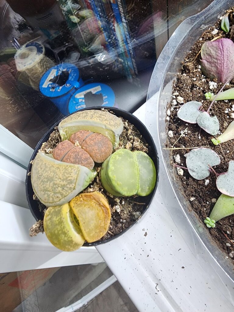 Lithops started going very funky after starting to split