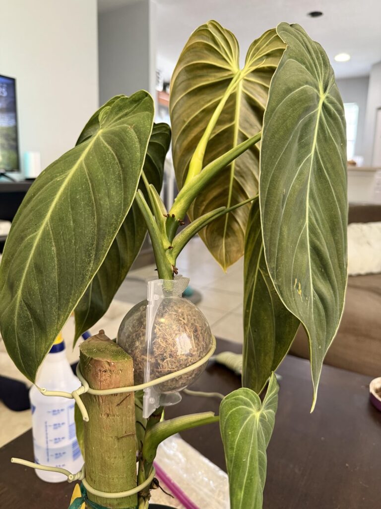 Help with air layering my melanochrysum
