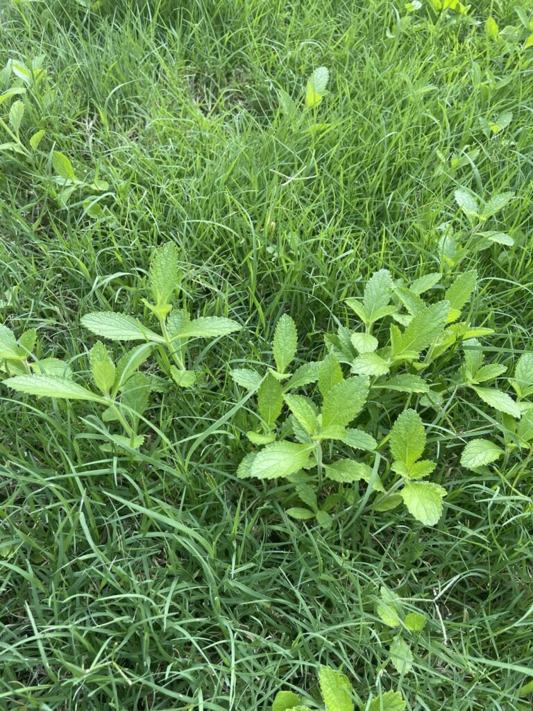 Weed growing rapidly in my yard