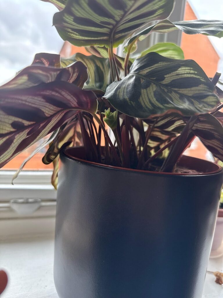 Is she about to bloom?