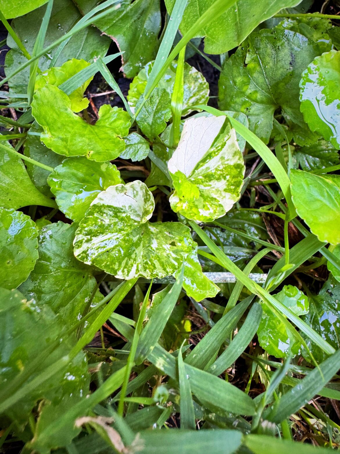 Found some wild variegated violet in my yard this morning