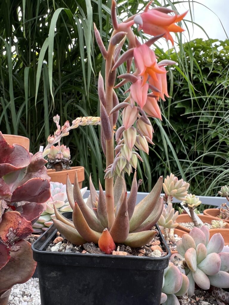 My Echeveria humilis has finally opened its flowers