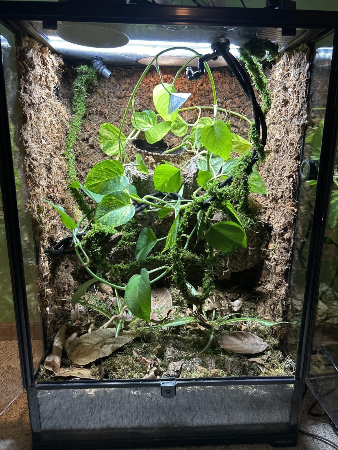 New habitat for my crested gecko New habitat for my crested gecko