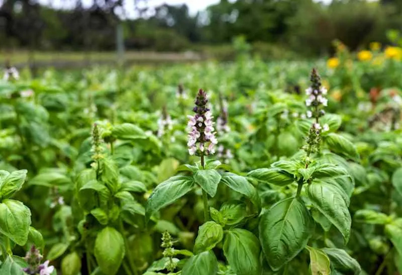 The basil field with flowers herb for aromatherapy