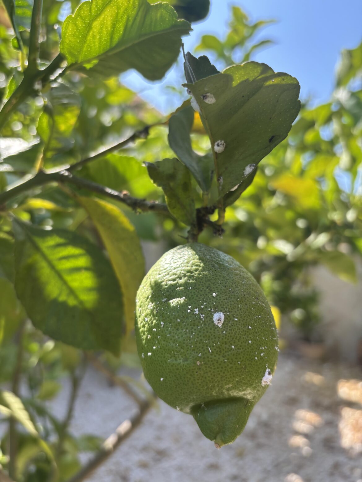 White spots on lemon leaves, fruit White spots on lemon leaves, fruit