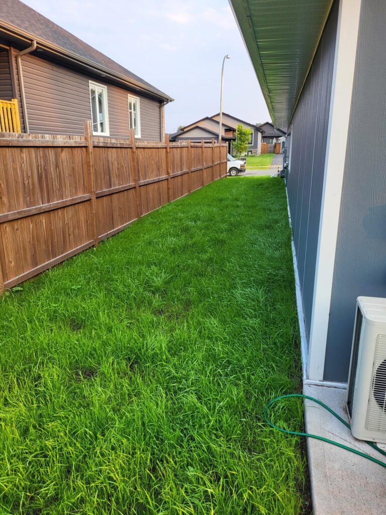New lawn, 3 weeks progress, blades over 12 inches. should I mow