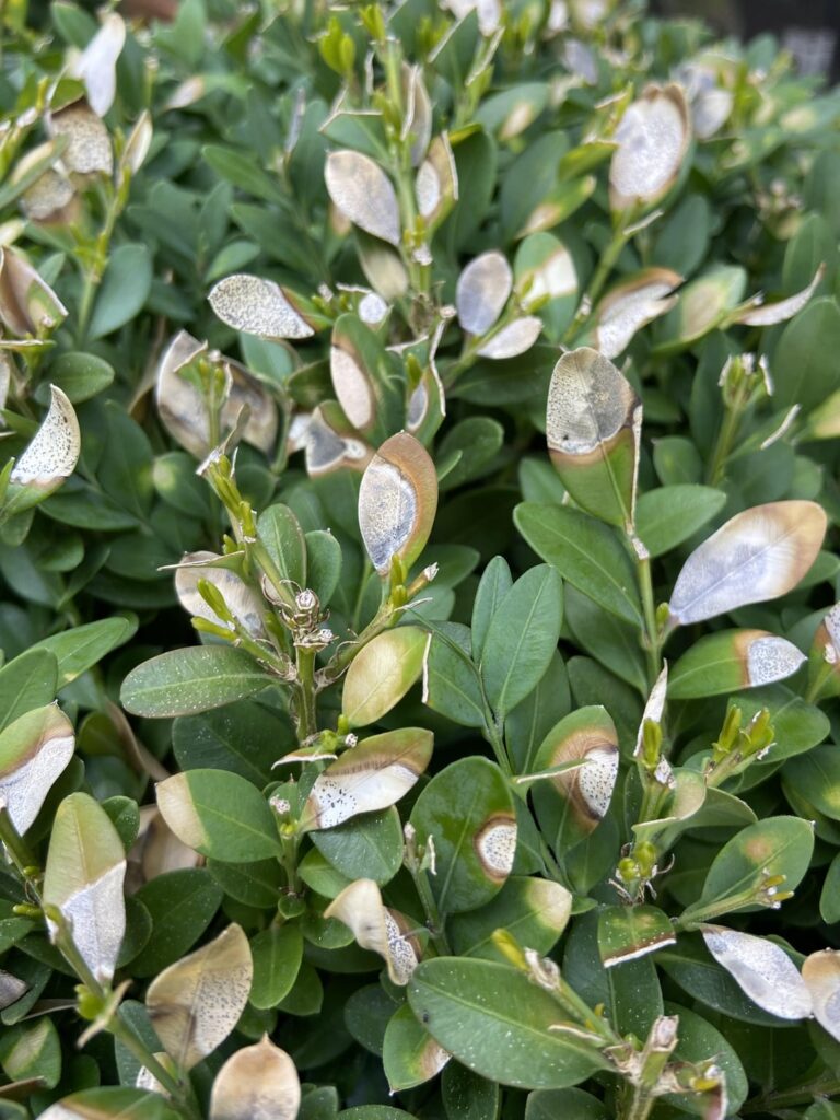 What is going on with these boxwoods?