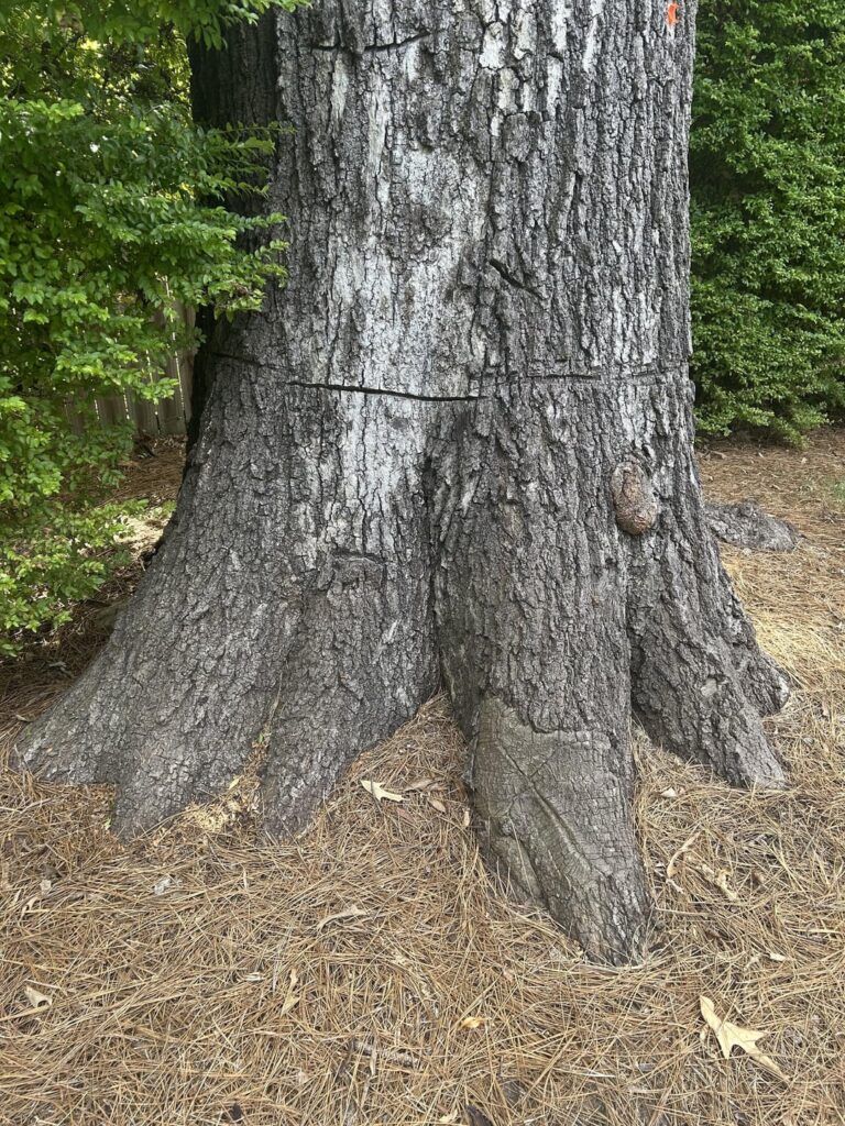 How healthy/unhealthy is this red oak? How healthy/unhealthy is this red oak?