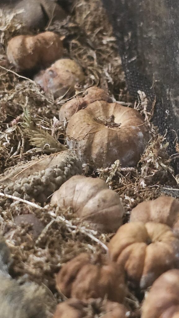 Springtails not eating mold?