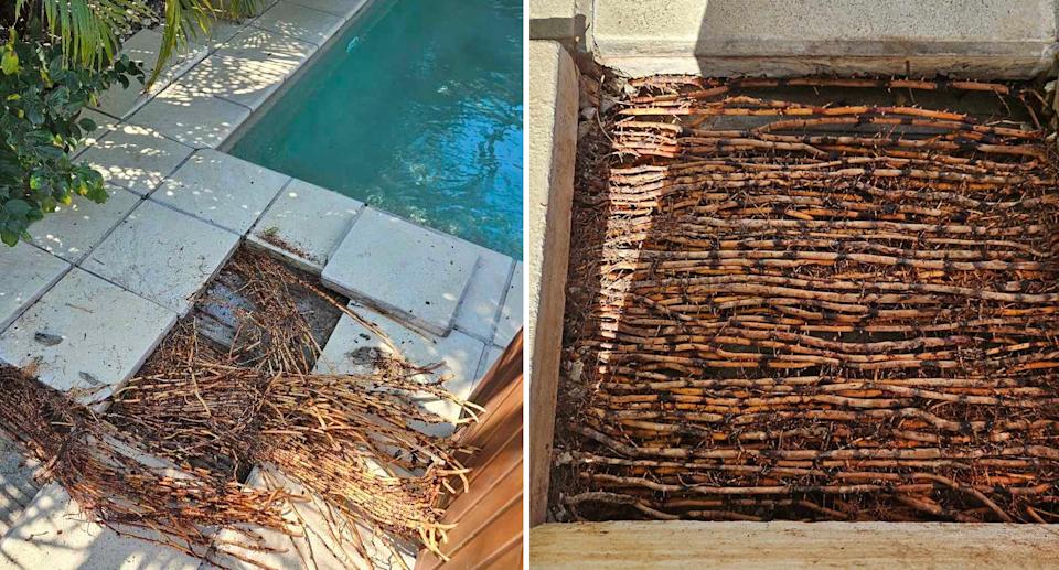 Left: The invasive golden palm roots disturbed the pool paving. Right: The matted roots under a paver.