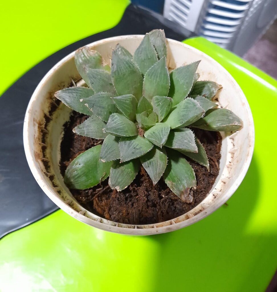HELP!! How do I save my Haworthia Maculata?
