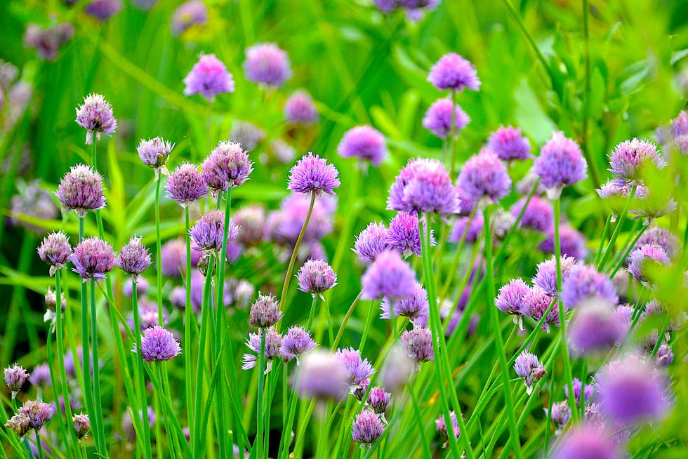 Chive Blossoms