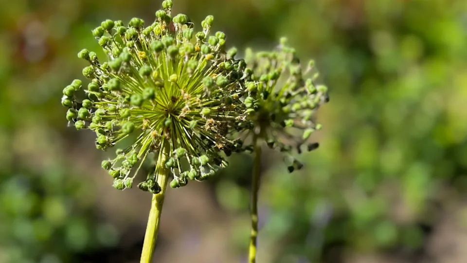 Allium vineale, a perennial herbaceous plant of the genus Onion of the Amaryllis family, seeds in an inflorescence, close-up