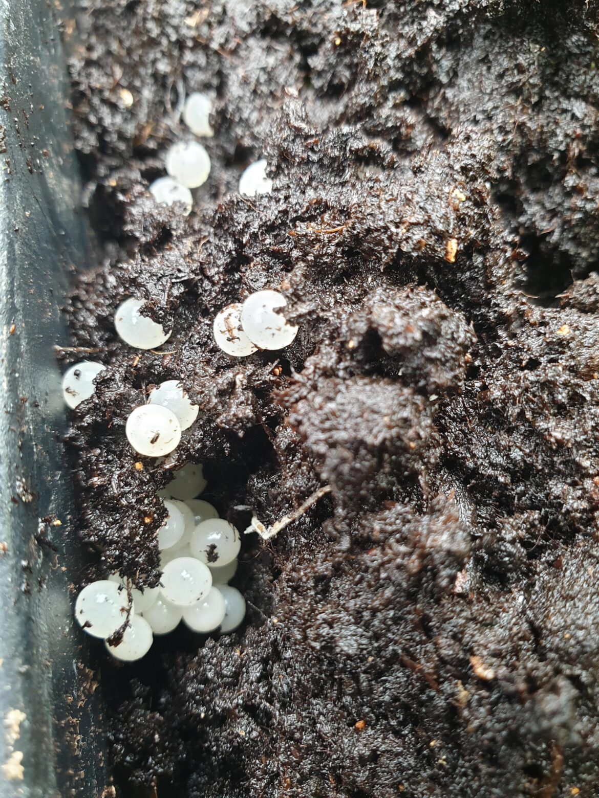 Found these snail eggs in a pot in the greenhouse