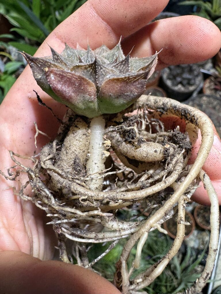 Oh my, check out the legs on this little guy!