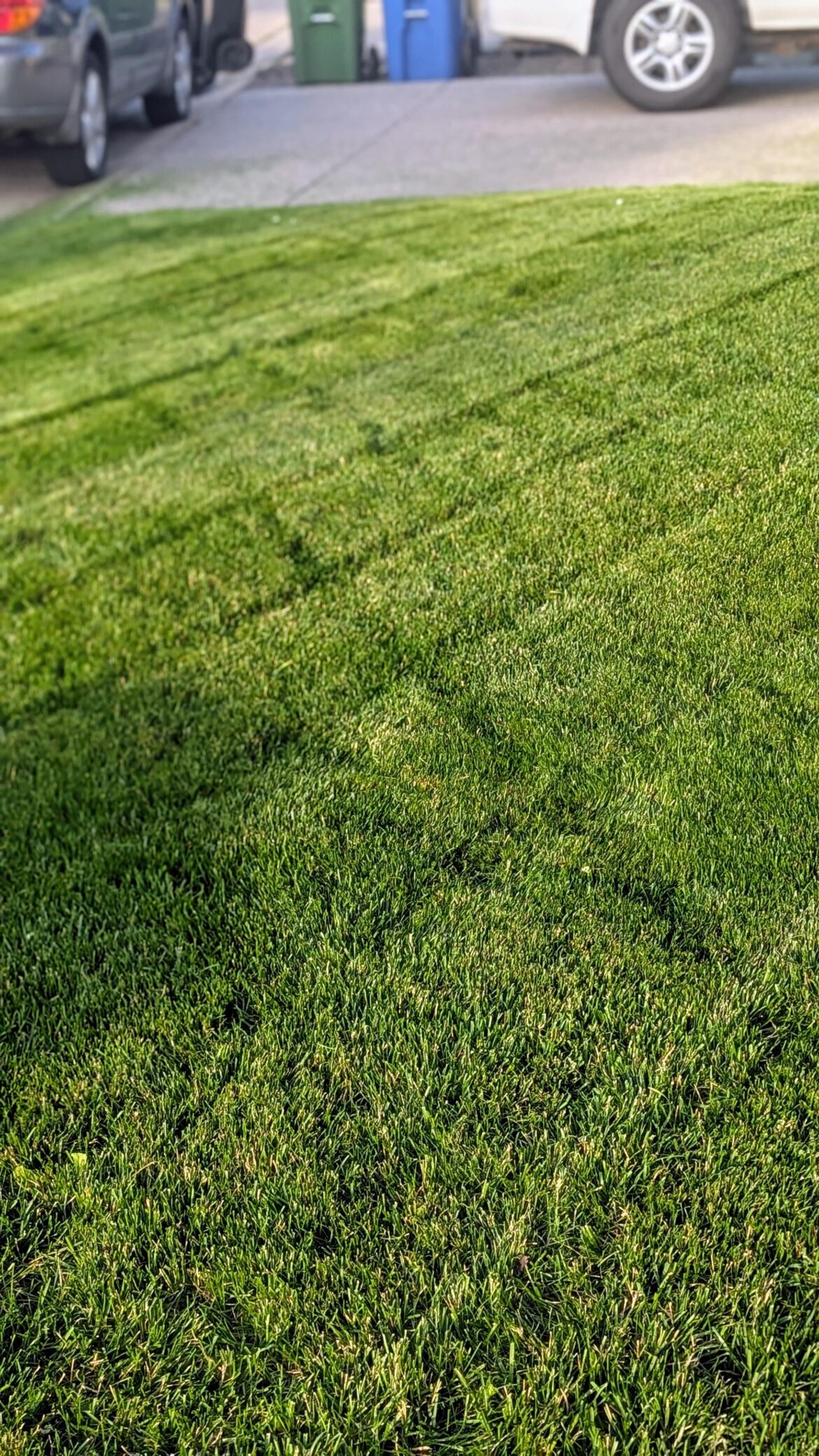 Small lawns need love too!